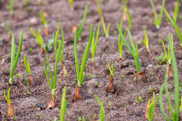 Young green spring shoots of green onions in the garden. Selective focus.