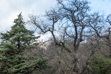 beautiful, unusual, large trees in winter against the blue sky