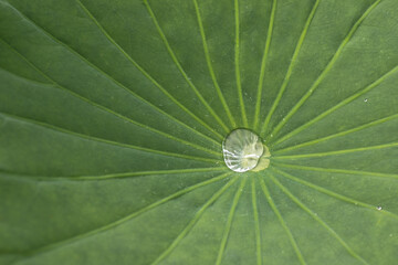 A drop of water on a lotus leaf.