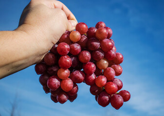 Large bunch of grapes held in hand. Harvesting the vineyard