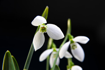 Obraz premium snowdrops flower