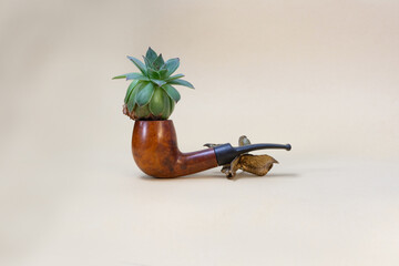 A rosette of an Echeveria succulent on the smoking pipe on the light background. Close-up.