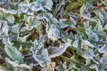 Green leaves and bud of dandelion covered with white frost crystals