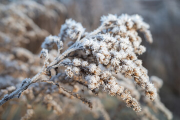 Dry brown flower of Canada goldenrod covered with white frost crystals