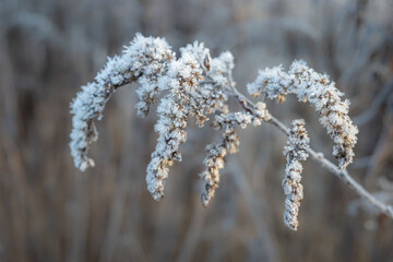 Dry brown flower of Canada goldenrod covered with white frost crystals
