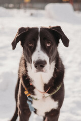 big Black and white dog having fun in winter forest