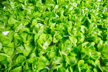 Fresh green lettuce background, agriculture industry concept, organic vegetable garden