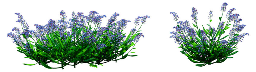 Obraz premium 3D Rendering Forget-Me-Nots Flowers on White
