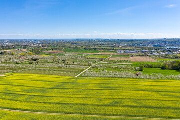 Bird's eye view of blooming fields and meadows in spring near Wiesbaden / Germany 