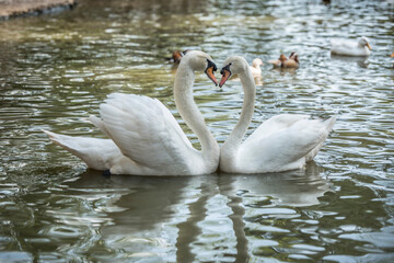 a beautiful couple of white swan swimming in a lake