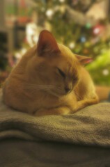 Kot kociak zwierzę domowe biszkoptowy śpiący leniwy portret kota - obrazy, fototapety, plakaty