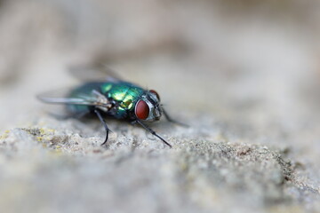 Naklejka premium Closeup of a green blowfly sitting on stone, Lucilia sericata