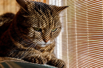 Funny portrait arrogant short-haired domestic tabby cat relaxing near window blinds at home...