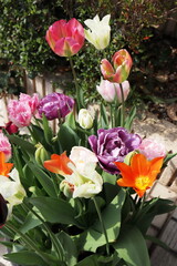 春の庭 色々なチューリップの寄せ植え