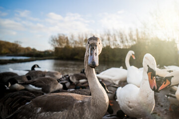 Beautiful white swans sunshine rays summers day nature park signet looking at camera trees orange bill lake wildlife reserve elegant sunset sunrise Cygnus bright clean birds flocked together daytime