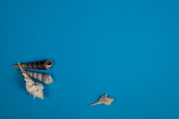 Conchas y caracolas marinas sobre fondo azul