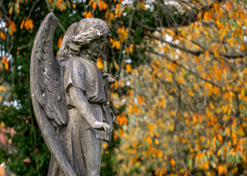 Angel stunning stone granite statue grave headstone in cemetery graveyard sculpture autumn orange leaves beautiful scenery with wings holding flower eerie atmosphere trees and autumnal background