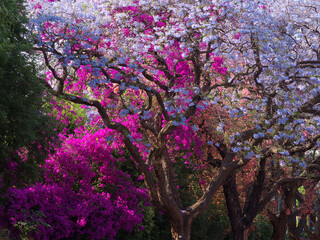 Jakarandaの咲く風景、南アフリカ共和国 - obrazy, fototapety, plakaty