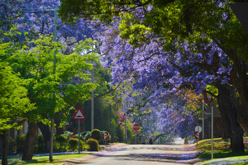Jakarandaの咲く風景、南アフリカ共和国