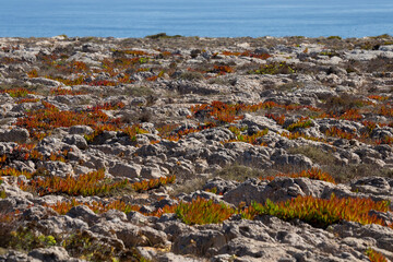 Fototapeta na wymiar Carpobrotus edulis is a ground-creeping plant with succulent leaves. It is also known as Hottentot-fig, ice plant, highway ice plant or pigface and the sour fig or Suurvy, Sagres Cliffs, Portugal.
