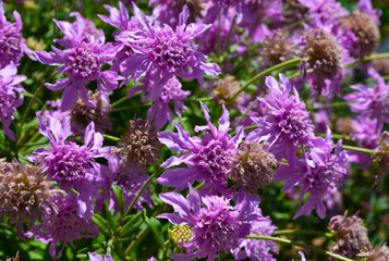 Pterocephalus dumetorum or Mountain scabious flowers endemic to the central Canary Islands, Gran Canaria and Tenerife.Selective focus.