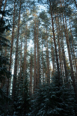 selective focus. snow mixed forest with coniferous trees and trails in the Leningrad region. January 2021