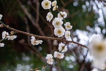 梅の開花