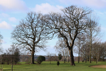 Group of trees on golf course with copy space and pale blue sky