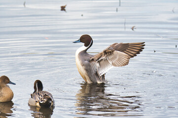 A northern pintail opening its wings.   Burnaby BC Canada
