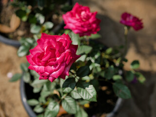 Winter Flowers