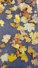 autumn leaves background