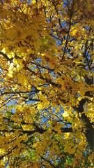 yellow autumn leaves