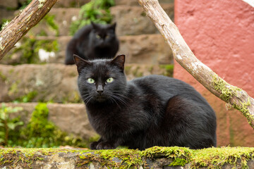 Naklejka na ściany i meble Two black cats sitting on the stone stairs