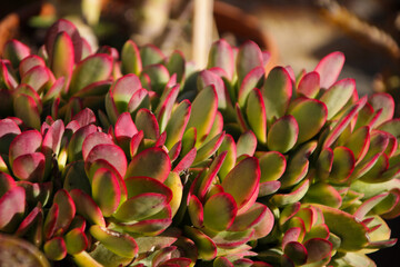 Crassula Ovata plant in the garden © SoniaBonet