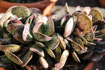 Adromischus Maculatus crassulaceae plant in the garden