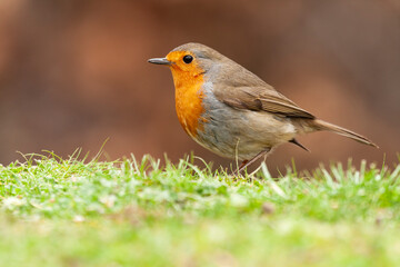 European Robin (Erithacus rubecula) perched on a meadow with an out-of-focus ocher background.