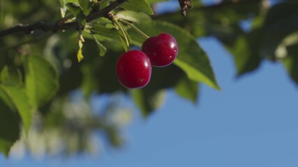 Fresh fruit on the tree