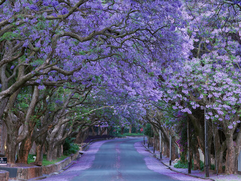 South Africa, Jakaranda, Spring、南アフリカ共和国、プレトリア、ヨハネスブルグ、ジャカランダ、ブーゲンビレア、紫、ピンク、パープル、