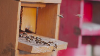 Obraz na płótnie Canvas Honey bees on a hive cluster