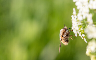 Wollschweber an Blüte