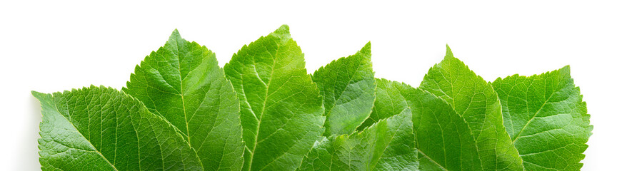 Leaf background. Apple leaves isolate. Apple leaf on white background. Green apple leaves.