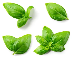 Foto op Canvas Basil isolated. Basil leaf on white. Basil leaves top view set. Full depth of field. © MarcoFood