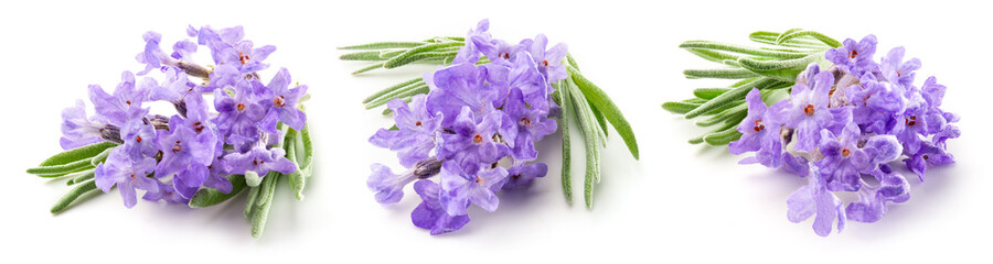 Lavender macro. Lavender flowers isolated. Bunch of lavender on white. Set on white background....
