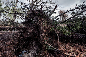 trees uprooted by a big storm