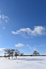 
Apple trees under a blue winter sky