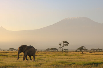 Fototapeta na wymiar elephants at sunset with Kilimanjaro mountain on the back