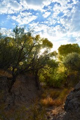 Autumn along Cienega Creek Vail Arizona AZ trees cottonwood - obrazy, fototapety, plakaty
