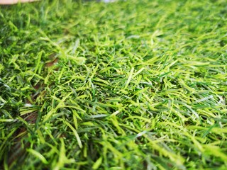 green grass background