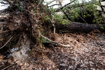 trees uprooted by a big storm