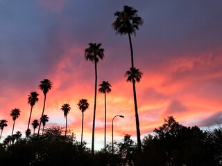 Phoenix Palm Tree Sunset